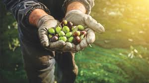 Olives Vertes Ou Noires