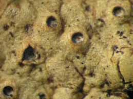 Image result for Meiosperma