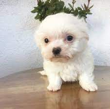 Maltese Puppy For Sale In Los Angeles Ca Adn 62867 On Puppyfinder Com Gender Male Age 8 Weeks Old Maltese Puppy Maltese Dogs Maltese Puppies For Sale