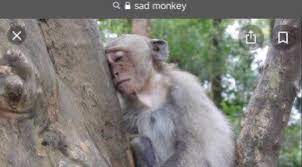 Niggative Memes On Twitter Monkey Sad Distraught And Disillusioned Thinking Resting On Log Safari Google Search Bar Meme Https T Co I7ximgyvrj Twitter