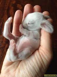 A Baby Rabbit Is Called A Kit Kitten Or Kindle A Female Rabbit Will Normally Have About 2 10 Babies But Can Ha Cute Animals Cute Baby Animals Baby Bunnies