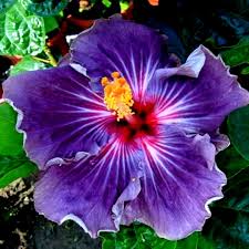 Image result for Hibiscus mutatus