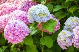 The Hydrangea Interesting Facts And Fabulous Garden Design Examples Design Examples Fabulous Facts Hydrangea Colors Hydrangea Care Hydrangea Not Blooming