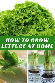 Stop Buying Lettuce Use These Smart Methods To Grow An Endless Supply Containergardening Growlett Growing Lettuce Hydroponic Lettuce Growing Lettuce Indoors