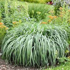 Image result for Panicum novemnerve