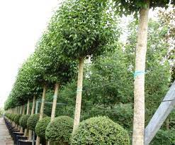 Such gardens have a special place in english suburban and gardening culture. Ligustrum Lucidum Texanum Google Zoeken Plants Ligustrum Japonicum Gardening Planting
