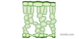 Duco cement epidermal peels are like impressions of the leaf surface topography and will reveal the surface of. Cross Section Leaf Diagram Palisade Stomata Science Ks4 Ilustracao Twinkl