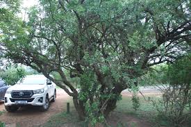 Image result for Searsia pentheri