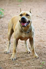 Because of this, an american staffordshire terrier is not the best dog for an inexperienced owner. Bekampfung Der Rasse American Pitbull American Staffordshire Terrier Lizenzfreie Fotos Bilder Und Stock Fotografie Image 2596047