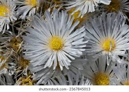 Image result for Grielum