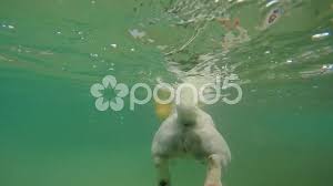 His series of underwater dog photographs have been seen by millions of people around the world and have become a famous set. Dog Swimming Underwater In The Sea Funn Stock Video Pond5