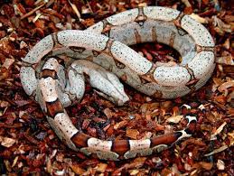 Colombian Red Tail Boa I Have One Pet Snake Beautiful Snakes Reptiles And Amphibians