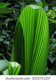 Image result for Molineria