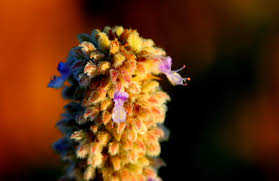 Image result for Coleus cylindraceus