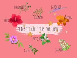 It thrives in sunshine and tolerates. Our 9 Favourite Magickal Herbs For Love Wicca Now Everything You Need To Know About Wicca