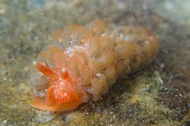 Image result for Alinula sp.