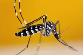 It is characterized by the white bands on its legs. Faq Asiatische Tigermucke In Hessen Hessisches Ministerium Fur Soziales Und Integration