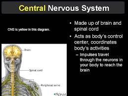 Leukaemia can sometimes spread to the spinal cord and brain (central nervous system). The Nervous System Structure Function Brain Spinal Cord