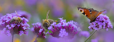 Best flowers for bees and butterflies uk. How To Encourage Butterflies And Bees Into Your Garden Premier Lawns