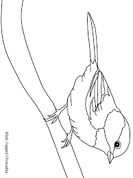 Some capped coloring may be available for free. Birds 12 Animals Coloring Pages Coloring Page Book For Kids