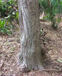 Image result for Dalbergia sissoo