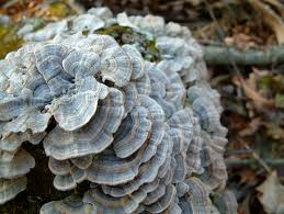 Image result for turkey tails mushrooms