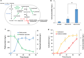 Check spelling or type a new query. Single Mutation At A Highly Conserved Region Of Chloramphenicol Acetyltransferase Enables Isobutyl Acetate Production Directly From Cellulose By Clostridium Thermocellum At Elevated Temperatures Biotechnology For Biofuels Full Text