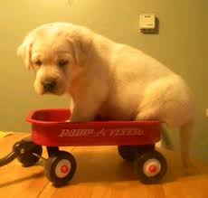 Find the perfect puppy for sale in knoxville, tennessee at next day pets. Labrador Retriever Puppies For Adoption Labrador Retriever Puppies For Sale In Tennessee Labrador Retriever Puppies For Sale In Murfreesboro Tn Labrador Retriever Puppies For Sale In Chattanooga Tn Labrador Retriever Puppies