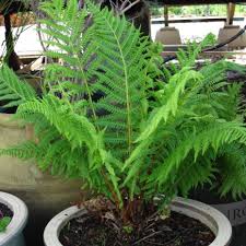 Image result for Cycnium filicalyx