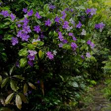 Image result for Brunfelsia australis