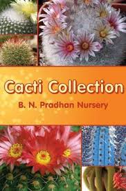 © 2021 by little flowers day nursery. Cactus Plants à¤• à¤• à¤Ÿà¤¸ à¤• à¤ª à¤§ à¤• à¤• à¤Ÿà¤¸ à¤ª à¤² à¤Ÿ In Rishi Road Darjeeling Bn Pradhan Nursery Id 10059997273