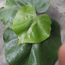 Pada postingan kali ini admin akan berbagi perihal gambar daun untuk logo yang kami posting dengan judul 100 gambar daun untuk logo hd gra. Jual Produk Daun Waru Merah Termurah Dan Terlengkap Agustus 2021 Bukalapak