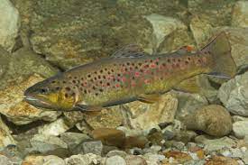 Sie wird auch flussforelle, bergforelle oder fario genannt. Bachforelle Landesfischereiverband Bayern