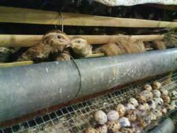 Cocok bagi anda peternak ayam dan burung puyuh maupun… hp/wa: Peluang Usaha Ternak Puyuh Dan Analisa Usahanya