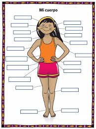 The body in italian label the parts of the body in ital. Exploring Spanish Unit 11 Body Parts Diagram Quizlet