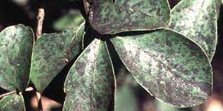 Their roots are generally cold hardy, however, so simply prune off the dead material early in the spring before growth starts. Why Are My Crepe Myrtle Stems And Leaves Turning Black Arborilogical