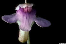 Image result for Genlisea