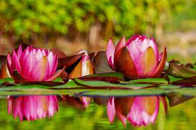 Tanaman yang berkembang biak dengan umbi ada tiga macam yaitu umbi batang umbi lapis dan umbi akar. Bunga Lili Taksonomi Morfologi Makna Habitat Sebaran Jenis Budidaya