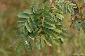 Image result for Secamone stuhlmannii