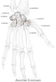 Pin On Bones Of The Upper Limb