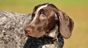 German shorthaired pointer puppies near me. German Shorthaired Pointer Breed Information Facts Pictures More