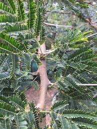 Image result for Acacia exuvialis