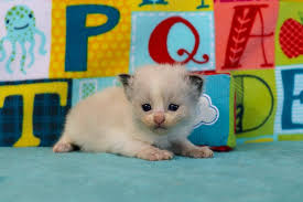 Birman Kittens For Sale Near Me Ragdoll Kittens For Sale Near Me Buy Ragdoll Kitten In 2020 Ragdoll Kitten Kitten For Sale Ragdoll Kittens For Sale