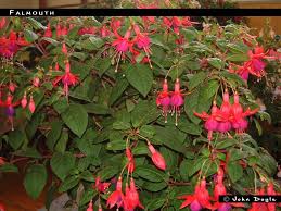 Maybe you would like to learn more about one of these? Falmouth Fuchsiafinder