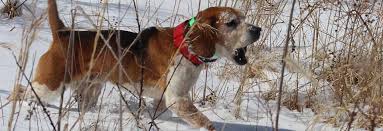 Our shoppable pics make it easy: About Ukc Beagles United Kennel Club Ukc