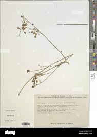 Image result for Aeschynomene abyssinica