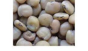 Image result for Cyamopsis tetragonoloba