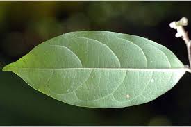 Image result for Dichapetalum