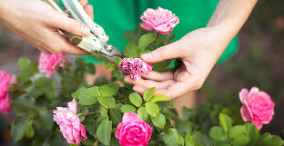 We did not find results for: Deadheading Roses And Garden Flowers Tips And How Tos Life S Dirty Clean Easy