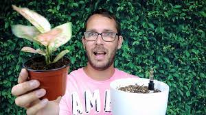 Maybe you would like to learn more about one of these? I Thought It Was Dead Aglaonema Showing Some Life Youtube